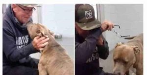 Un perro no puede creer que su padre finalmente lo encontró después de 200 días