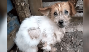 El perro dio pasos penosos para llegar hasta los rescatadores, con la esperanza de escapar de su miserable existencia