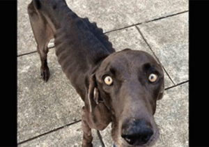 Un perro hambriento que sobrevivió comiendo piedras y ramitas encuentra la felicidad eterna