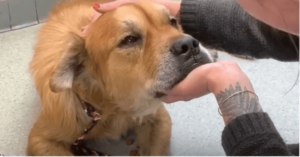 Un perro de refugio le da una pata a una mujer y le dice que ya es hora