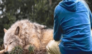 Cuatro años después, una mujer salva de una trampa a un lobo atrapado