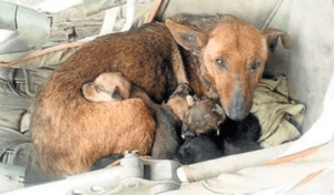 Una mujer oye llantos y descubre un bebé humano entre una camada de perros callejeros