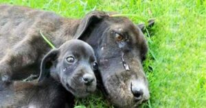 Una angustiada mamá de perro se encontró llorando porque no podía cuidar de sus cachorros