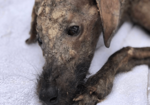 Rescatista dando amor a perro callejero moribundo hace que sus ojos brillen de nuevo