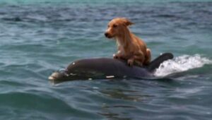 Un perro cae a un canal y lucha por su vida hasta que un equipo de delfines lo salva con un esfuerzo asombroso