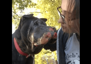 Una niña salva a un perro moribundo. Le dice que es hora de que se despida.