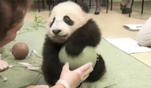 Intentaron quitarle la pelota al panda e hizo una escena adorable