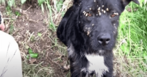 Rescatan a un perro triste y abandonado, atado a un poste y cubierto de garrapatas.