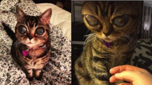 La dulce Matilda, una gata que tiene ojos de «extraterrestre»