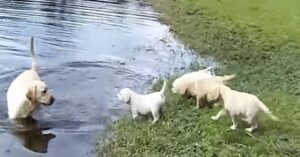 El padre de estos lindos cachorros les enseña a nadar en el estanque. ¡Cumplen su tarea a la perfección!