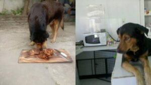 El triste adiós del perro policía famoso por comerse una barbacoa en su decimoquinto cumpleaños