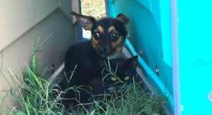 Después de que ambos fueran abandonados en el campo, Doggy cuida de un gatito.