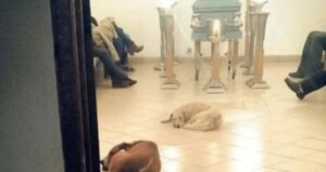 Cientos de perros se presentaron en el funeral por la mujer que los quería y alimentaba como a niños