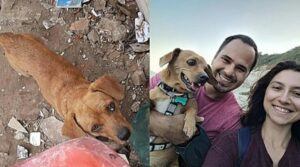 De la basura al lujo: este perro ha encontrado la felicidad gracias a una pareja especial