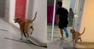 Para solidarizarse con su amo, el perro camina a tres patas (VIDEO).