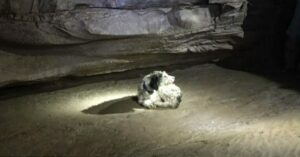 Después de dos meses, aparece un cachorro desaparecido en una cueva a 150 metros bajo tierra