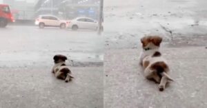 Cachorro que ama la lluvia se sienta con las piernas cruzadas para verla mejor (VIDEO).