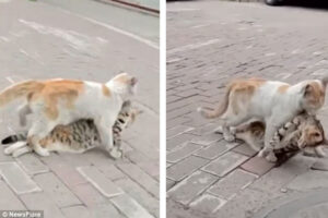 Captura el momento en que un gato angustiado arrastra el cuerpo sin vida de su mejor amigo