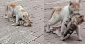 Gatito callejero arrastra el cuerpo de su amigo hasta un refugio cercano