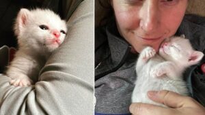 El pequeño gatito encontró a su madre adoptiva cuando más lo necesitaba