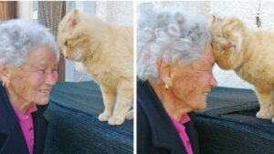 La anciana Dora se reencuentra con su amado gato Mimmo después de 3 años (VIDEO)