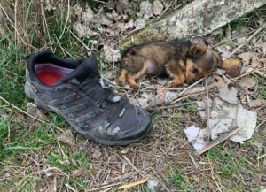 Smesten, el perro que dormía en un zapato, ya no se reconoce