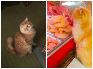 Todos los días, el gato rojo pedía carne al tendero y luego se la llevaba