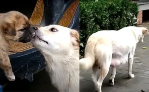 Perro sin hogar se despide tristemente de su cachorro antes de que sea adoptado