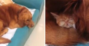 Encuentran a gatito perdido durmiendo plácidamente debajo de la oreja de Golden Retriever (VIDEO)