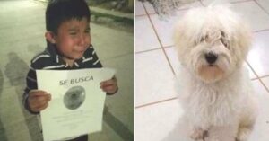 Cachorro callejero encontrado por su diminuto dueño después de que éste lo buscara desesperadamente por las calles