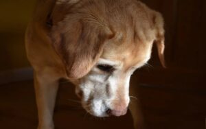 El dueño regañó a su adorable perro antes de ir a trabajar y luego se regañó a sí mismo todo el día