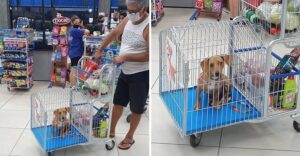 Un supermercado ha creado carritos de la compra aptos para mascotas