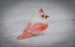 Este hermoso y extremadamente raro cardenal con una pigmentación inusual fue visto por un observador de aves jubilado en Tennessee (video)