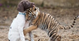 Tras ser rechazado por su madre, el tigre bebé encuentra más consuelo en un cachorro