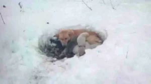 El perro se quedó en la nieve con los cachorros durante 3 semanas