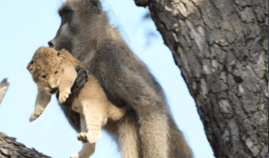 Babuino cargando cachorro de león se parece al Rey León de la vida real (+8 fotos)