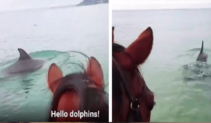 Caballo captado en un video viral trotando en el océano para encontrarse con delfines