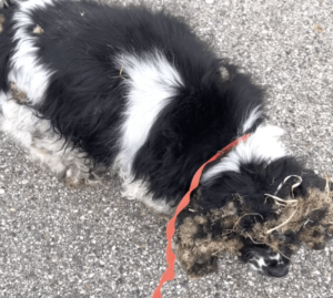 La gente encontró un perro exhausto y demasiado grande, que apenas podía levantar la cabeza