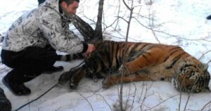 Los tigres salvajes acudieron en busca de ayuda para quitarse la soga del cuello.