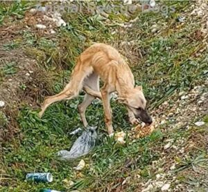 Descubrió a un perro asustado que no confía en los humanos y estaba muy triste.