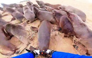 Un cachorro de foca da las gracias a los rescatadores antes de poder reunirse con su familia.