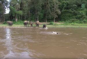 ¡Elefante pensó que se ahogaba e intentó salvar a su cuidador!