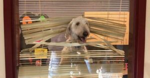 Labradoodle va con los niños al colegio. A continuación, la familia recibe la foto de Labradoodle en el despacho del director.