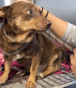 Un refugio abandona a un perro anciano con los ojos más tristes porque es demasiado viejo.