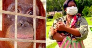 Los trabajadores se echaron a llorar cuando la madre orangután se reencuentra con el bebé secuestrado