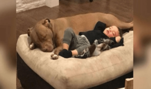 Un niño se contagia la gripe de su perro y quiere poder descansar tranquilo.