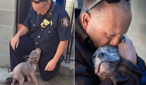 Cachorro pitbull abandonado adoptado por bombero que la rescató