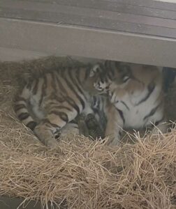 Tigre da a luz a 3 cachorros en el zoológico de Toronto después de 104 días de embarazo: es una madre ejemplar