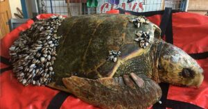 Un pescador descubre una tortuga flotando en el agua cubierta de percebes.