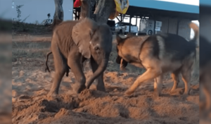 El perro que lo cambió todo es un bebé elefante que fue abandonado por su madre a causa de una enfermedad.